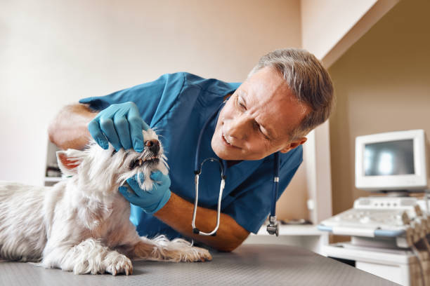 Best Emergency Tooth Extraction in Vail, AZ